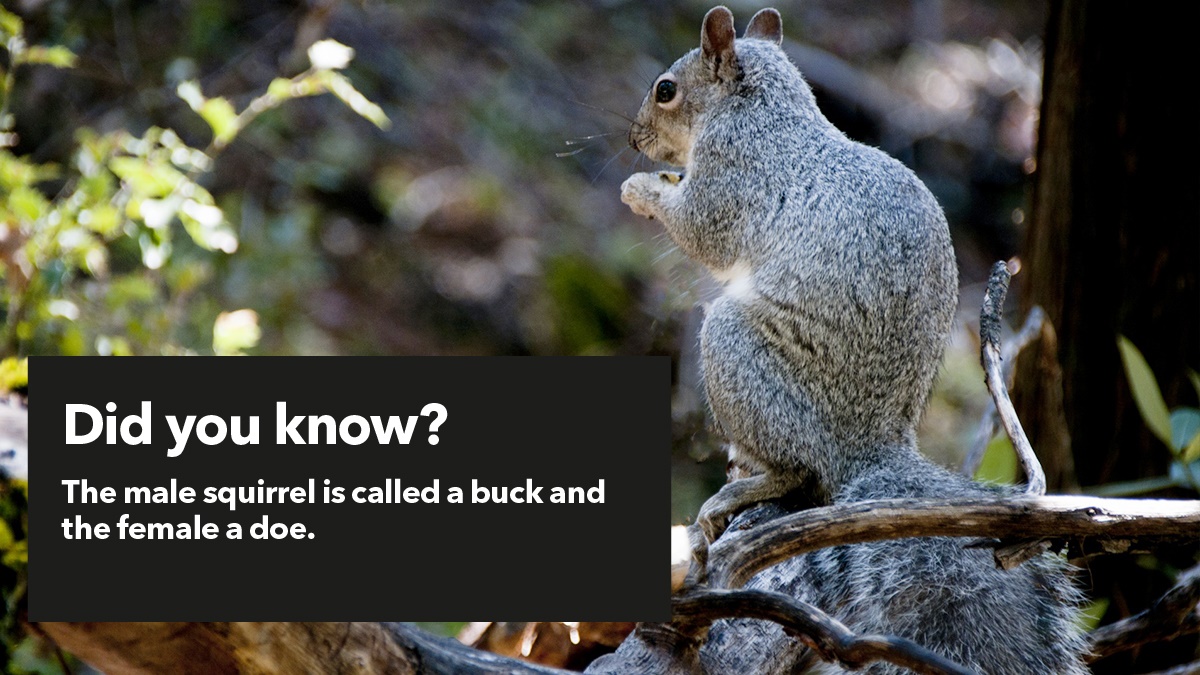 Male and female squirrels Male and female squirrels